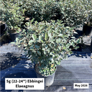May 2026 5g Ebbingei Elaeagnus Website